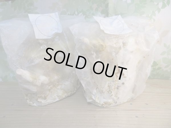 画像2: 培養材☆レイシ材☆Lサイズ×1本入り (2)