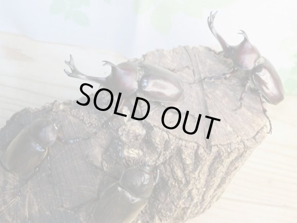 画像5: 野外採集個体!和歌山県産☆国産カブトムシ♂Sサイズ〜Mサイズ1ペア+Lサイズ1ペア 計2ペアセット販売!! (5)