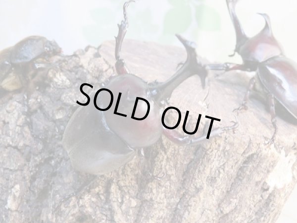 画像3: 野外採集個体!和歌山県産☆国産カブトムシ♂Sサイズ〜Mサイズ1ペア+Lサイズ1ペア 計2ペアセット販売!! (3)