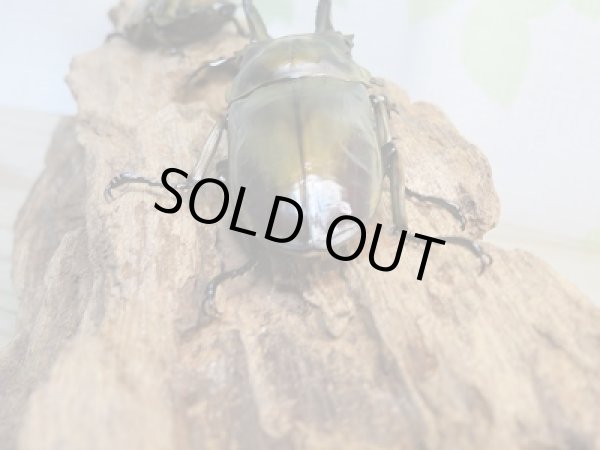 画像3: 美麗新成虫☆タイ産☆ババオウゴンオニクワガタ♂68ミリ♀50ミリペア販売!! (3)