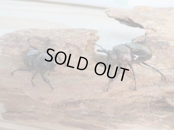 画像4: 新成虫☆ドウイロクワガタ♂35ミリ♀フリーサイズペア販売!! (4)