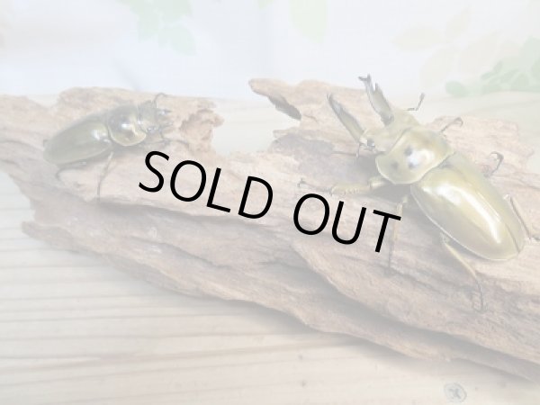 画像5: 美麗新成虫☆タイ産☆ババオウゴンオニクワガタ♂64ミリ♀45ミリペア販売!! (5)