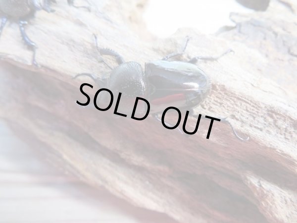 画像2: 新成虫☆ドウイロクワガタ♂27ミリ♀フリーサイズペア販売!! (2)