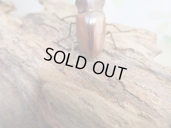 画像3: 新成虫☆WF3☆カウピホソアカクワガタ♂50ミリ♀24ミリペア販売!! (3)