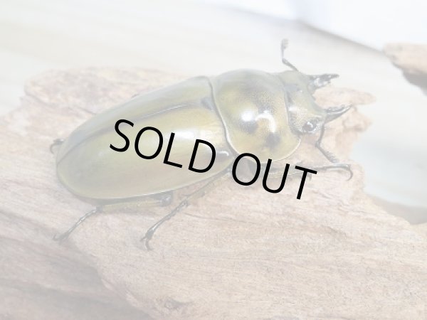 画像4: 美麗新成虫☆タイ産☆ババオウゴンオニクワガタ♂68ミリ♀50ミリペア販売!! (4)