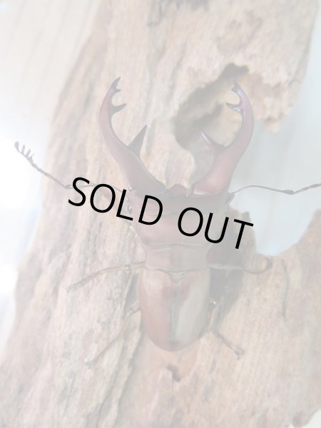 画像2: 新成虫☆WF3☆カウピホソアカクワガタ♂50ミリ♀24ミリペア販売!! (2)