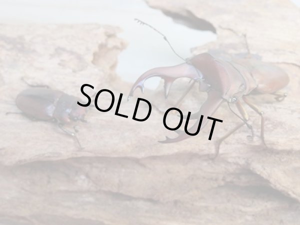 画像5: 新成虫☆WF3☆カウピホソアカクワガタ♂51ミリ♀25ミリペア販売！！ (5)