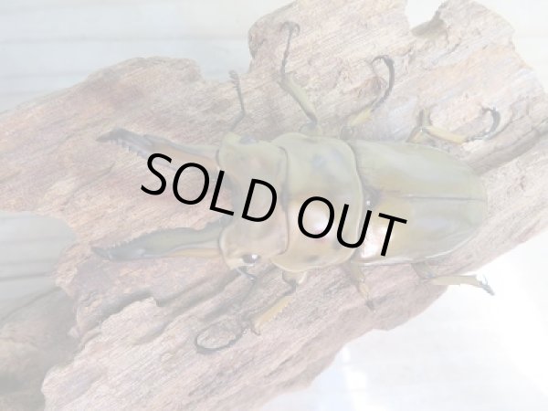 画像2: 美麗新成虫☆タイ産☆ババオウゴンオニクワガタ♂64ミリ♀45ミリペア販売!! (2)