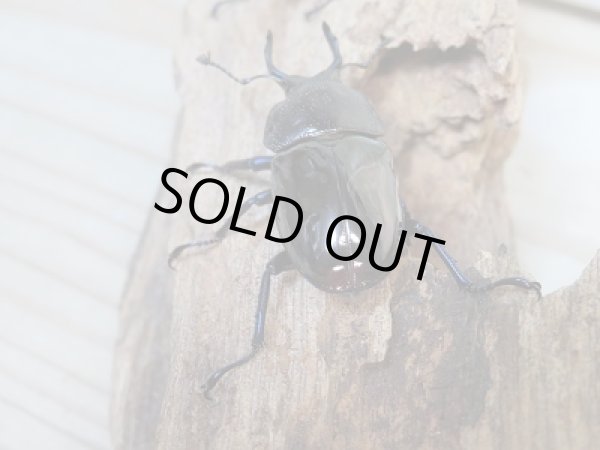 画像3: 新成虫☆ドウイロクワガタ♂35ミリ♀フリーサイズペア販売!! (3)