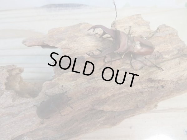 画像5: 新成虫☆WF3☆カウピホソアカクワガタ♂50ミリ♀24ミリペア販売!! (5)