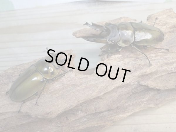 画像5: 美麗新成虫☆タイ産☆ババオウゴンオニクワガタ♂68ミリ♀50ミリペア販売!! (5)