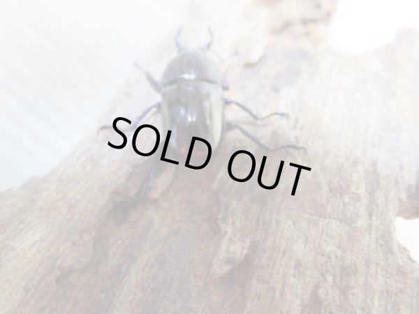 画像3: 新成虫☆ドウイロクワガタ♂27ミリ♀フリーサイズペア販売!! (3)