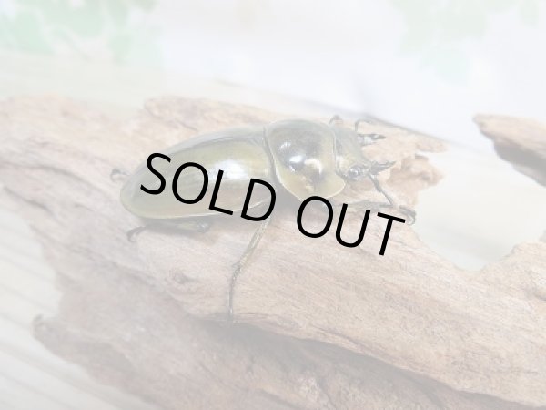 画像4: 美麗新成虫☆タイ産☆ババオウゴンオニクワガタ♂64ミリ♀45ミリペア販売!! (4)