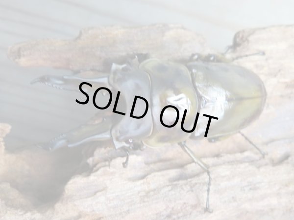 画像2: 美麗新成虫☆タイ産☆ババオウゴンオニクワガタ♂68ミリ♀50ミリペア販売!! (2)