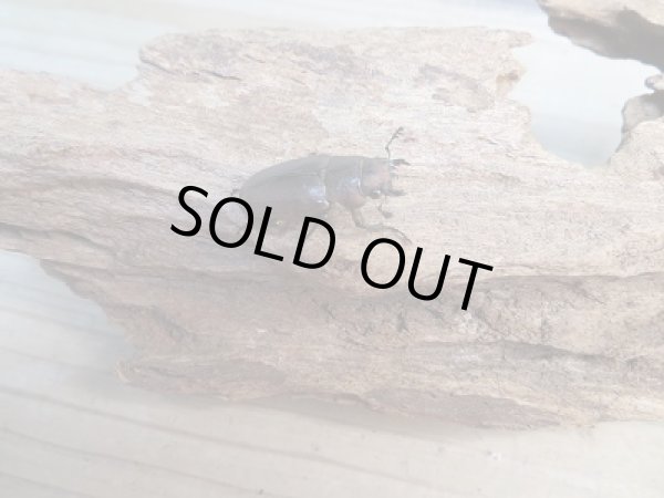 画像4: 新成虫☆WF3☆カウピホソアカクワガタ♂50ミリ♀24ミリペア販売!! (4)