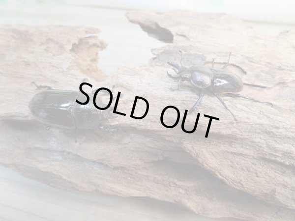 画像4: 新成虫☆ドウイロクワガタ♂27ミリ♀フリーサイズペア販売!! (4)