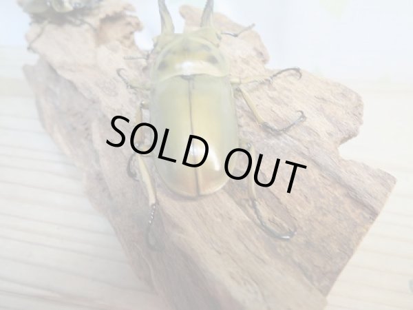 画像3: 美麗新成虫☆タイ産☆ババオウゴンオニクワガタ♂64ミリ♀45ミリペア販売!! (3)