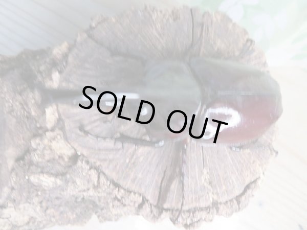 画像2: ☆新成虫☆ケンタウルスオオカブト♂84♀60ミリペア販売!! (2)