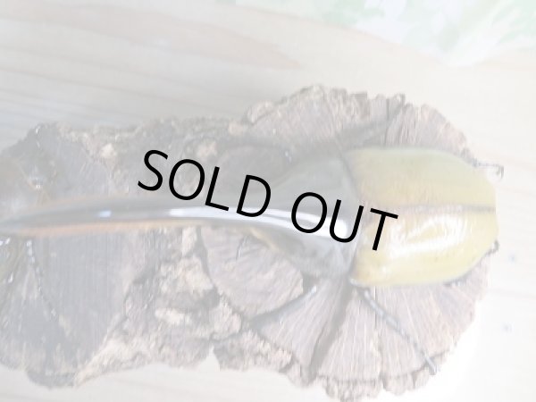 画像2: ☆美麗新成虫☆D.H.パスコアリ♂130ミリ♀68ミリペア販売!! (2)