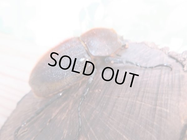 画像4: ☆美麗新成虫☆D.H.パスコアリ♂130ミリ♀68ミリペア販売!! (4)