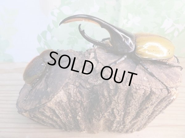 画像5: ☆美麗新成虫☆D.H.パスコアリ♂130ミリ♀68ミリペア販売!! (5)