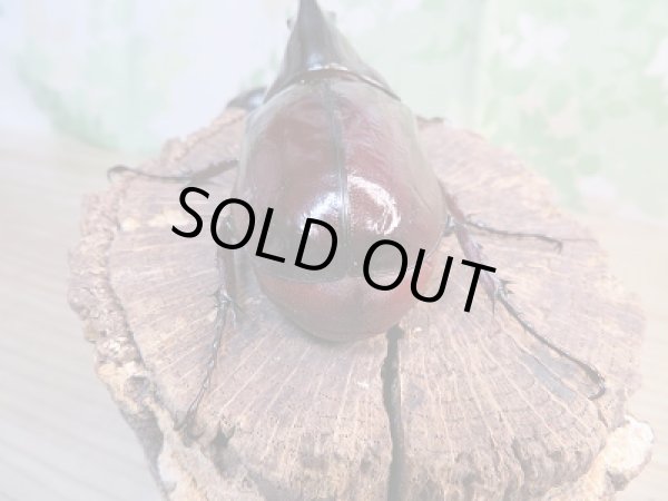 画像3: ☆新成虫☆ケンタウルスオオカブト♂84♀60ミリペア販売!! (3)