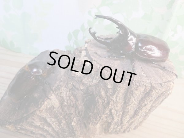 画像5: ☆新成虫☆ケンタウルスオオカブト♂84♀60ミリペア販売!! (5)