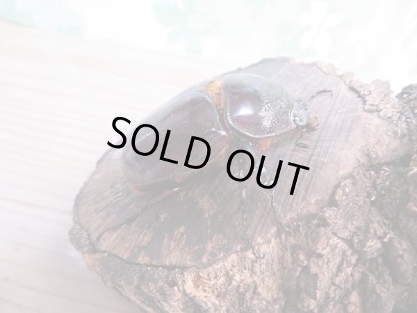 画像4: ☆新成虫☆ケンタウルスオオカブト♂84♀60ミリペア販売!! (4)