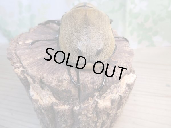 画像3: ☆新成虫☆ノゲイラゾウカブト♂95ミリ♀61ミリペア販売!! (3)