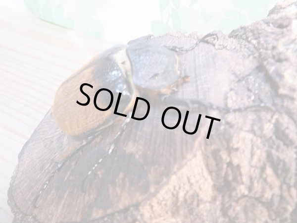 画像4: ☆新成虫☆ノゲイラゾウカブト♂95ミリ♀61ミリペア販売!! (4)