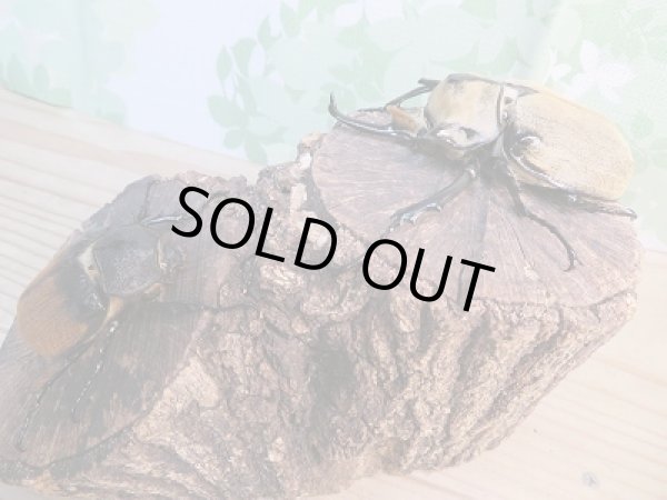 画像5: ☆新成虫☆ノゲイラゾウカブト♂95ミリ♀61ミリペア販売!! (5)