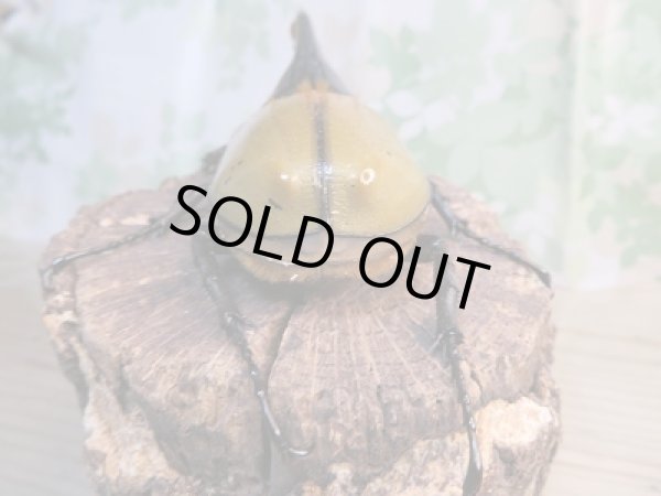 画像3: ☆美麗新成虫☆D.H.パスコアリ♂130ミリ♀68ミリペア販売!! (3)