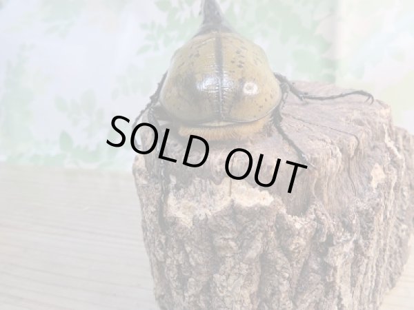 画像3: ☆美麗新成虫☆D.H.ヘラクレス♂140ミリ♀66ミリペア販売!! (3)