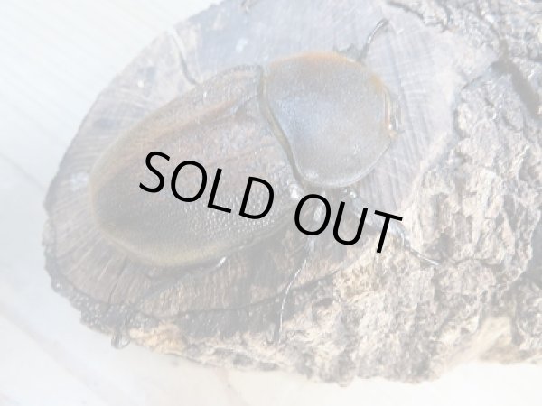 画像5: ☆美麗新成虫☆D.H.パスコアリ♂125ミリ♀68ミリペア+♀64ミリ計3頭トリオ販売!! (5)