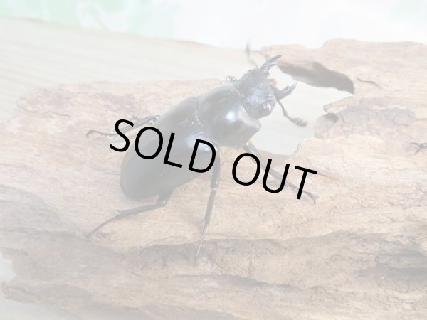 画像4: ☆新成虫☆ギラファノコギリクワガタ(亜種ケイスケ)♂107ミリ♀フリーサイズペア販売!! (4)