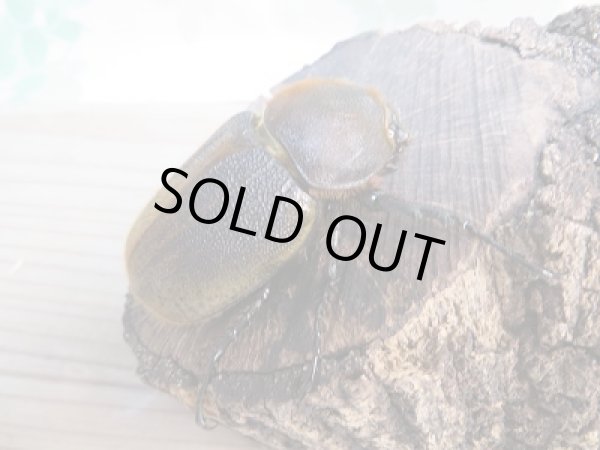 画像4: ☆美麗新成虫☆D.H.ヘラクレス♂140ミリ♀66ミリペア販売!! (4)