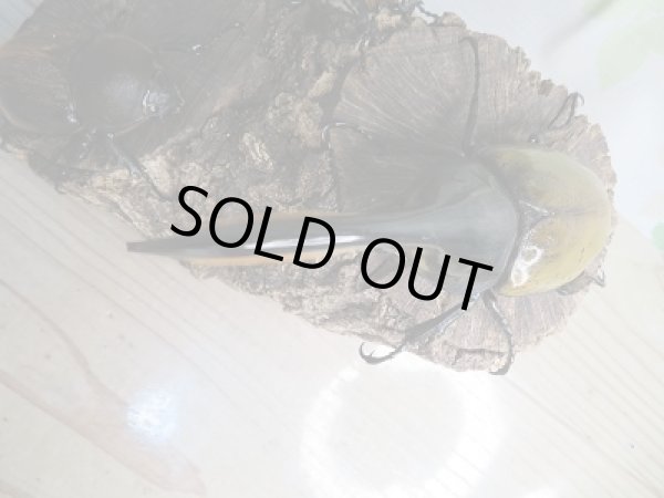 画像2: ☆美麗新成虫☆D.H.パスコアリ♂125ミリ♀68ミリペア+♀64ミリ計3頭トリオ販売!! (2)