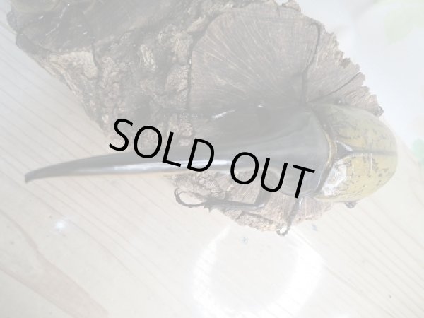 画像2: ☆美麗新成虫☆D.H.ヘラクレス♂140ミリ♀66ミリペア販売!! (2)