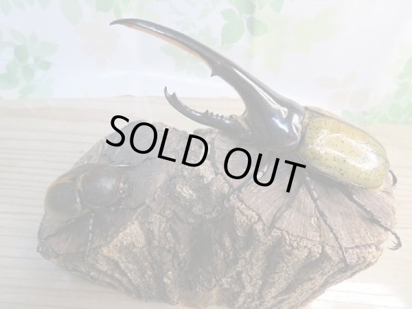 画像5: ☆美麗新成虫☆D.H.ヘラクレス♂146ミリ♀67ミリペア販売!! (5)