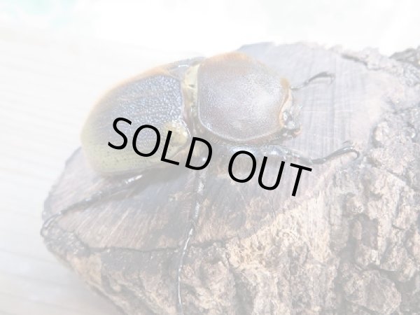 画像4: ☆美麗新成虫☆D.H.ヘラクレス♂146ミリ♀67ミリペア販売!! (4)