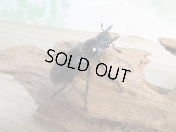 画像4: ☆新成虫☆ギラファノコギリクワガタ（亜種ケイスケ）♂102ミリ♀フリーサイズペア販売！！ (4)