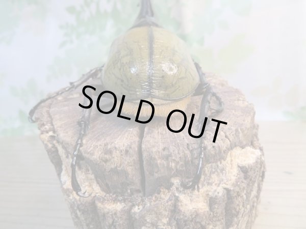 画像3: ☆美麗新成虫☆D.H.ヘラクレス♂146ミリ♀67ミリペア販売!! (3)