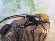 画像1: ☆美麗新成虫☆D.H.ヘラクレス♂140ミリ♀66ミリペア販売！！ (1)