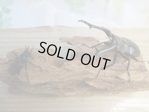 画像5: ☆新成虫☆ギラファノコギリクワガタ（亜種ケイスケ）♂102ミリ♀フリーサイズペア販売！！ (5)