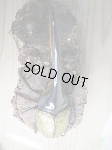 画像2: ☆美麗新成虫☆D.H.ヘラクレス♂146ミリ♀67ミリペア販売!! (2)