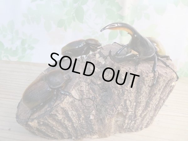 画像6: ☆美麗新成虫☆D.H.パスコアリ♂125ミリ♀68ミリペア+♀64ミリ計3頭トリオ販売!! (6)