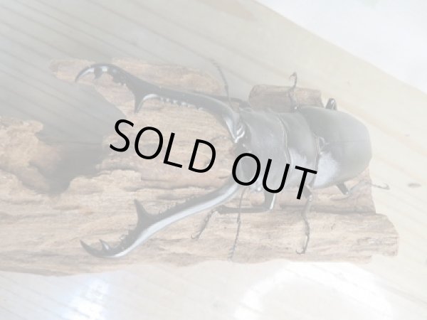 画像2: ☆新成虫☆ギラファノコギリクワガタ（亜種ケイスケ）♂102ミリ♀フリーサイズペア販売！！ (2)