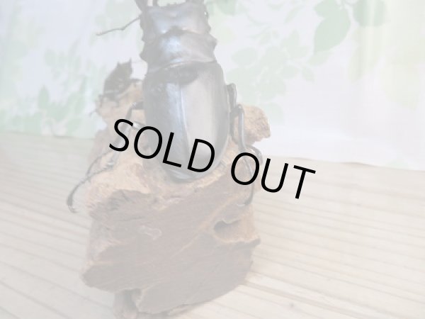 画像3: ☆新成虫☆ギラファノコギリクワガタ(亜種ケイスケ)♂107ミリ♀フリーサイズペア販売!! (3)