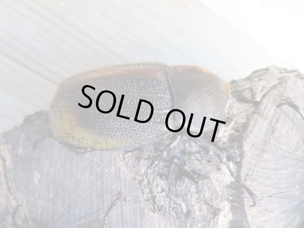 画像4: ☆美麗新成虫☆D.H.パスコアリ♂125ミリ♀68ミリペア+♀64ミリ計3頭トリオ販売!! (4)