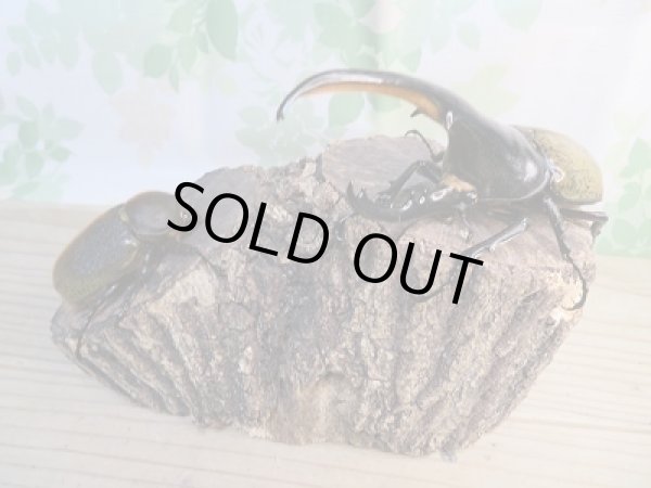 画像5: ☆美麗新成虫☆D.H.ヘラクレス♂140ミリ♀66ミリペア販売!! (5)